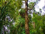 Waipoua Forest Waipoua Forest