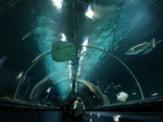 Underwater World Auckland Underwater World Auckland