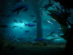 Underwater World - Auckland