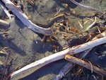 Strand Strand